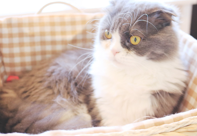 猫カフェを楽しみたい方や猫ちゃんをお迎えしたい方へ